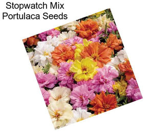 Stopwatch Mix Portulaca Seeds