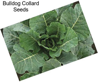 Bulldog Collard Seeds