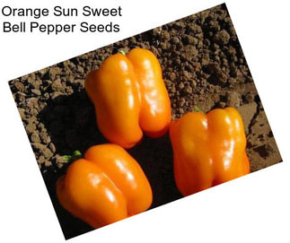 Orange Sun Sweet Bell Pepper Seeds