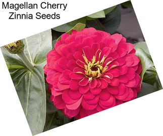 Magellan Cherry Zinnia Seeds