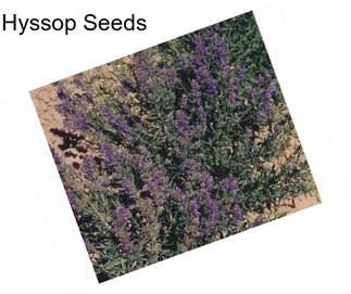 Hyssop Seeds