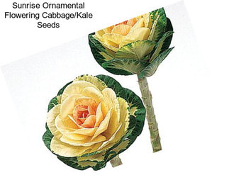 Sunrise Ornamental Flowering Cabbage/Kale Seeds