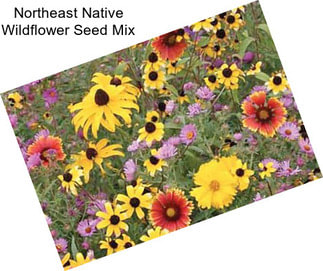 Northeast Native Wildflower Seed Mix