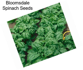 Bloomsdale Spinach Seeds