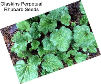 Glaskins Perpetual Rhubarb Seeds