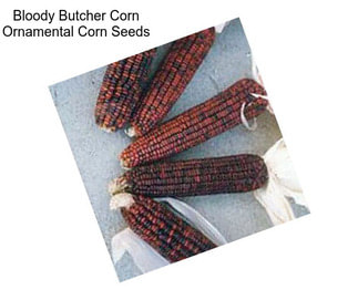 Bloody Butcher Corn Ornamental Corn Seeds