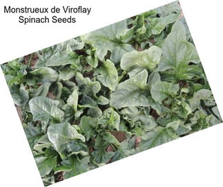 Monstrueux de Viroflay Spinach Seeds