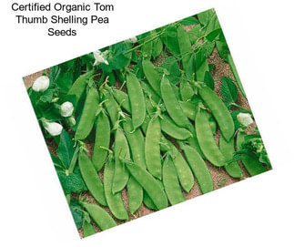 Certified Organic Tom Thumb Shelling Pea Seeds