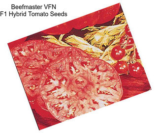 Beefmaster VFN F1 Hybrid Tomato Seeds