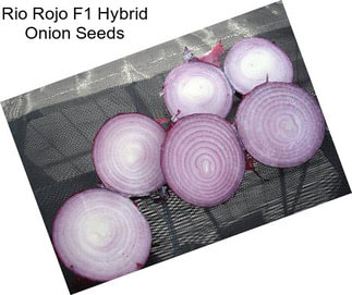 Rio Rojo F1 Hybrid Onion Seeds