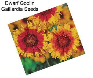 Dwarf Goblin Gaillardia Seeds