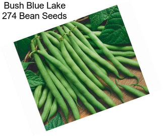 Bush Blue Lake 274 Bean Seeds