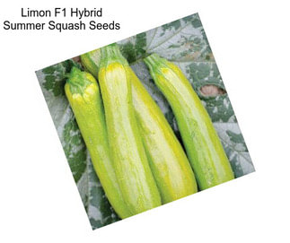 Limon F1 Hybrid Summer Squash Seeds
