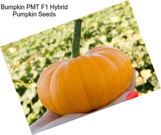 Bumpkin PMT F1 Hybrid Pumpkin Seeds