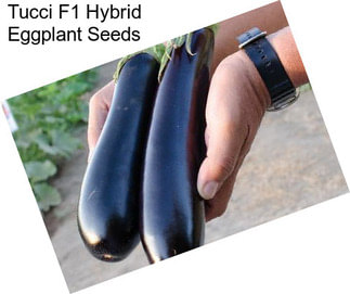 Tucci F1 Hybrid Eggplant Seeds