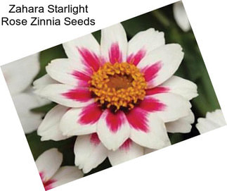 Zahara Starlight Rose Zinnia Seeds