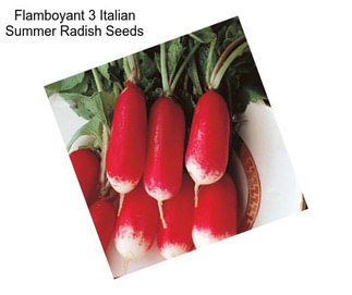 Flamboyant 3 Italian Summer Radish Seeds