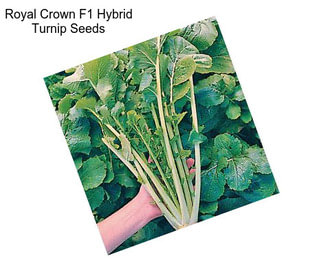 Royal Crown F1 Hybrid Turnip Seeds