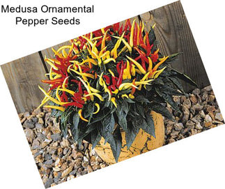 Medusa Ornamental Pepper Seeds