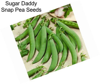 Sugar Daddy Snap Pea Seeds