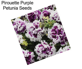 Pirouette Purple Petunia Seeds