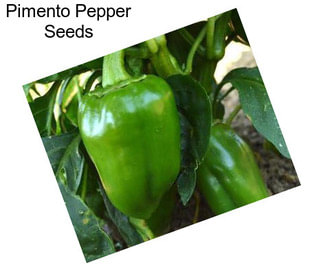 Pimento Pepper Seeds