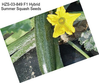 HZS-03-849 F1 Hybrid Summer Squash Seeds