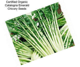 Certified Organic Catalogna Emerald Chicory Seeds