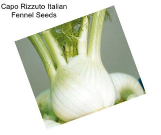 Capo Rizzuto Italian Fennel Seeds