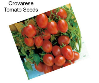 Crovarese Tomato Seeds