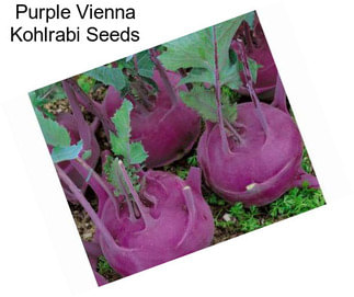 Purple Vienna Kohlrabi Seeds