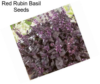 Red Rubin Basil Seeds