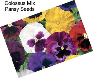 Colossus Mix Pansy Seeds