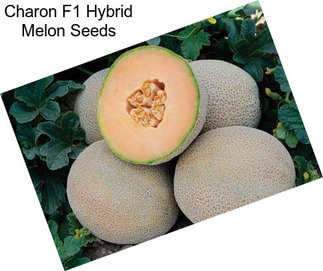 Charon F1 Hybrid Melon Seeds
