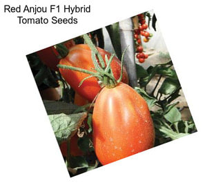 Red Anjou F1 Hybrid Tomato Seeds