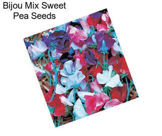 Bijou Mix Sweet Pea Seeds