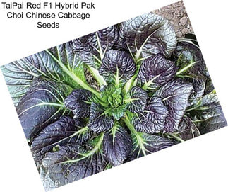 TaiPai Red F1 Hybrid Pak Choi Chinese Cabbage Seeds