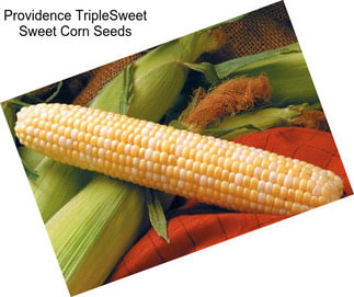 Providence TripleSweet Sweet Corn Seeds