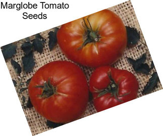 Marglobe Tomato Seeds