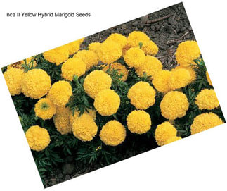 Inca II Yellow Hybrid Marigold Seeds