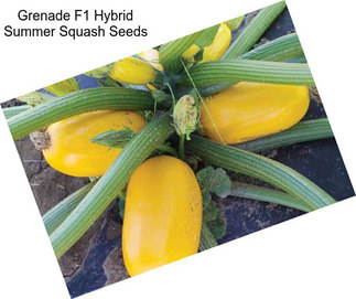 Grenade F1 Hybrid Summer Squash Seeds