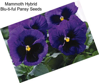 Mammoth Hybrid Blu-ti-ful Pansy Seeds