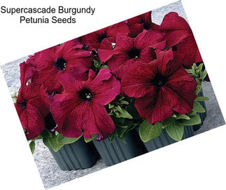 Supercascade Burgundy Petunia Seeds