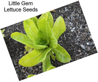 Little Gem Lettuce Seeds