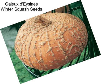 Galeux d\'Eysines Winter Squash Seeds