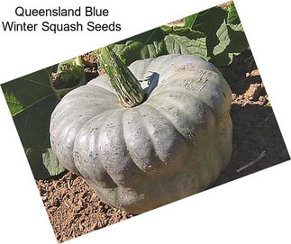 Queensland Blue Winter Squash Seeds