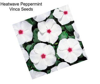 Heatwave Peppermint Vinca Seeds