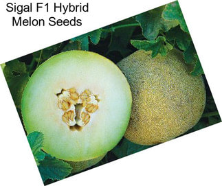 Sigal F1 Hybrid Melon Seeds