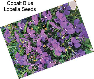 Cobalt Blue Lobelia Seeds