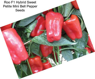 Roo F1 Hybrid Sweet Petite Mini Bell Pepper Seeds